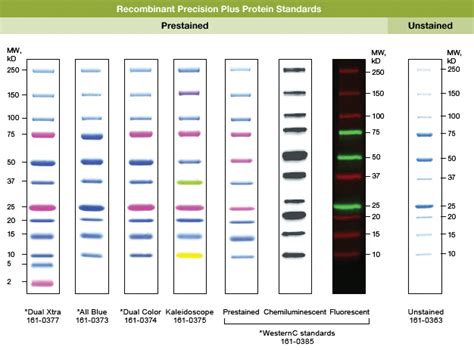 precision protein ladder|Protein Markers and Ladders